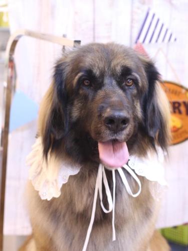 20240917シェリーちゃん